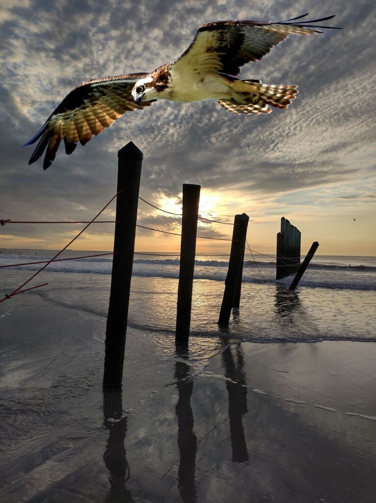 Hawk & Poles copy website 2