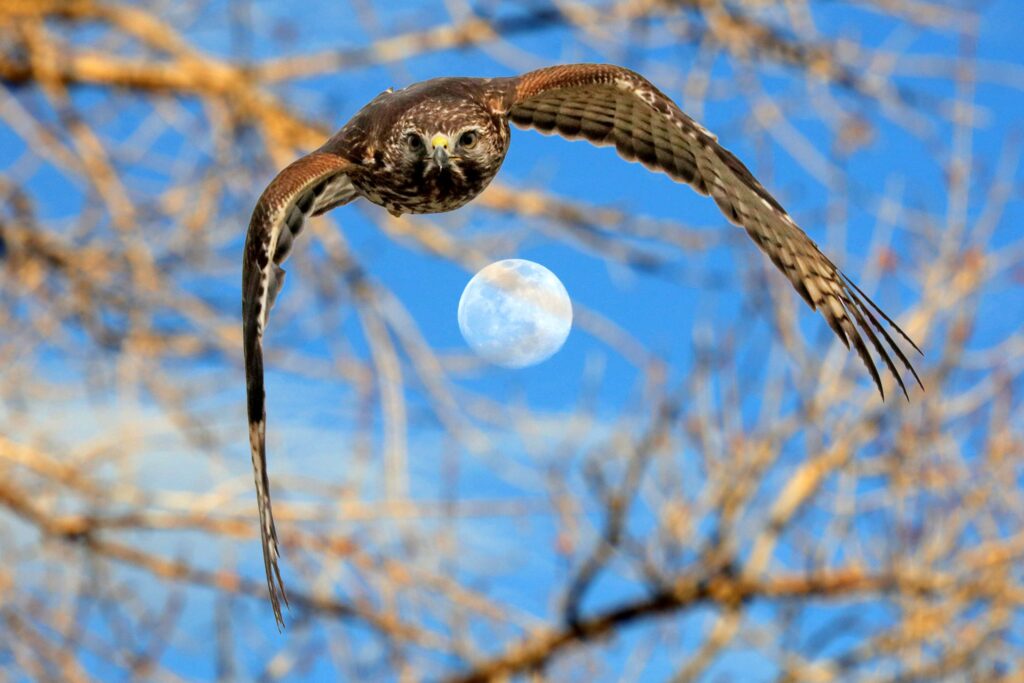 OWL moon 2 copy website