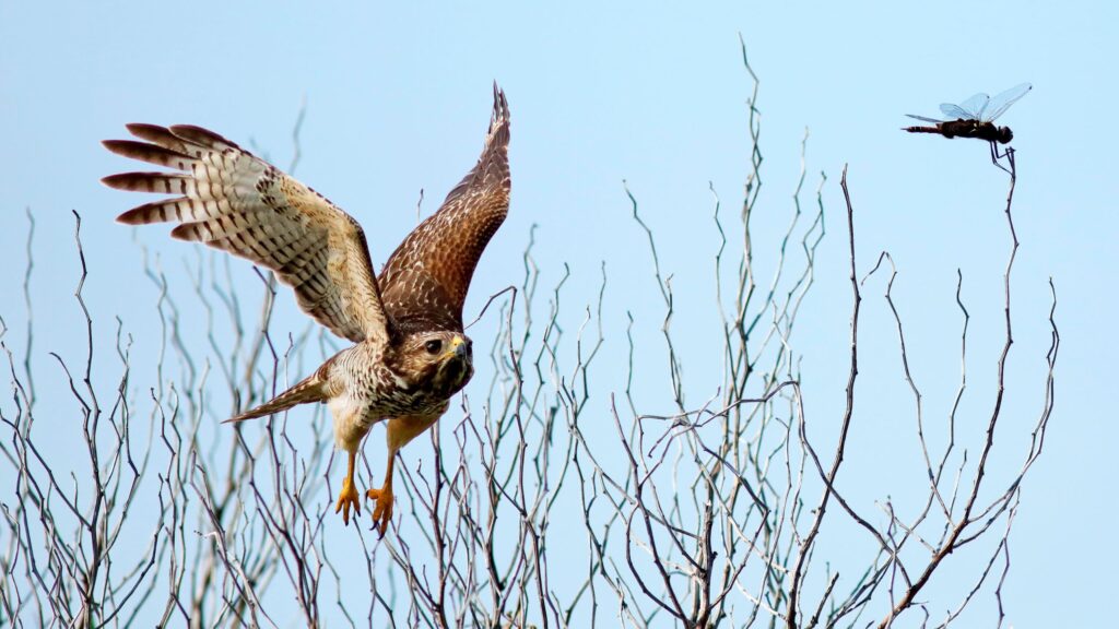 RS HAWK C3 website