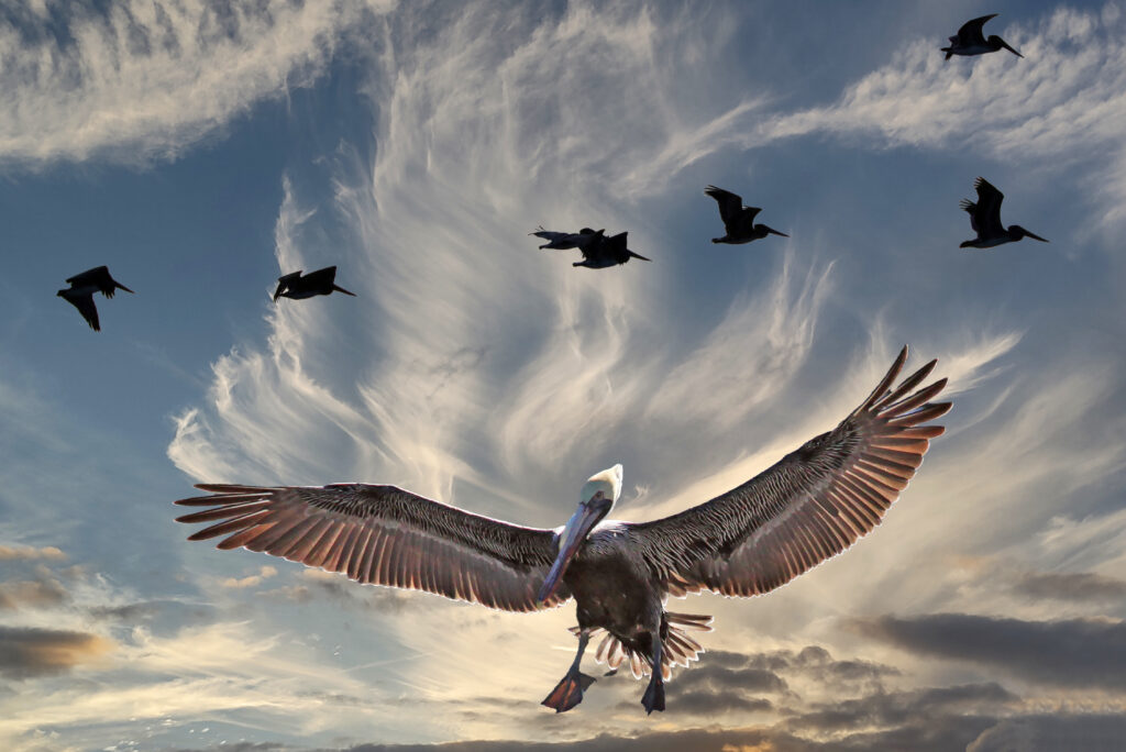 pelican big sky #8 copy