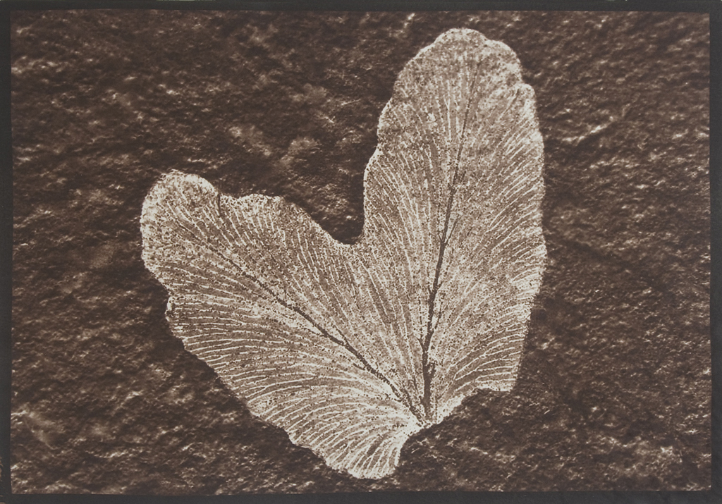 Karabinis_Leaf_Salt Brown and white textured print of a leaf